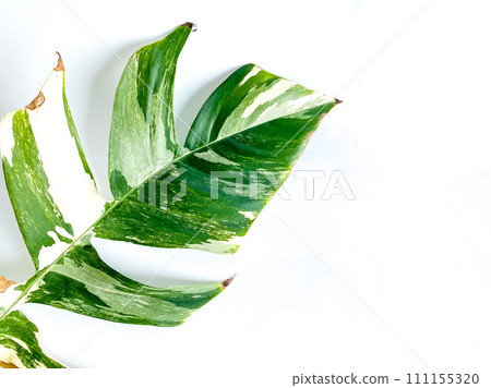 Epipremnum Pinnatum Variegate Leave on the white background Epipremnum Pinnatum Variegate Leave on the white background 111155320