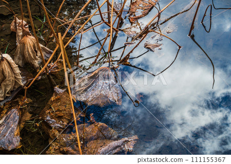 水與天【枯萎後仍保持拒水性的荷葉】 水與天【枯萎後仍保持拒水性的荷葉】 111155367