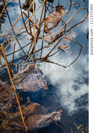 水與天【枯萎後仍保持拒水性的荷葉】 水與天【枯萎後仍保持拒水性的荷葉】 111155369