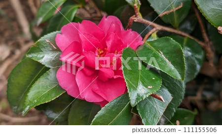 Winter flowers blooming in the garden Winter flowers blooming in the garden 111155506