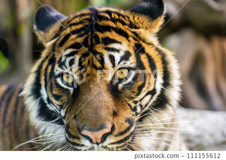 Close-up of Sumatran tiger Kobe Animal Kingdom Kobe City, Hyogo Prefecture 111155612