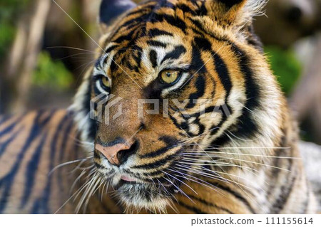 Close-up of Sumatran tiger Kobe Animal Kingdom Kobe City, Hyogo Prefecture Close-up of Sumatran tiger Kobe Animal Kingdom Kobe City, Hyogo Prefecture 111155614