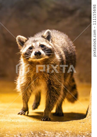 步行浣熊 神戶動物王國 兵庫縣神戶市 111155698