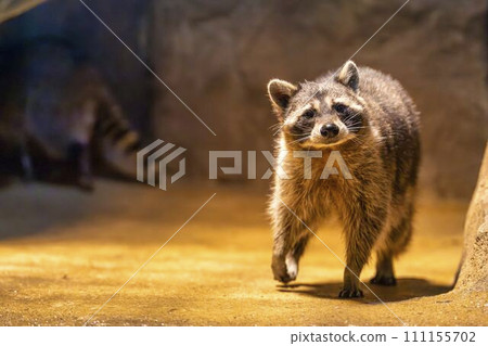 Walking Raccoon Kobe Animal Kingdom Kobe City, Hyogo Prefecture 111155702