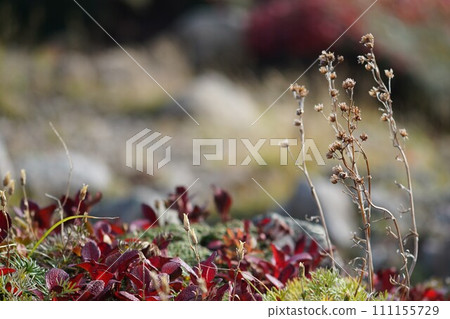 Wine-colored Urashima azalea Wine-colored Urashima azalea 111155729