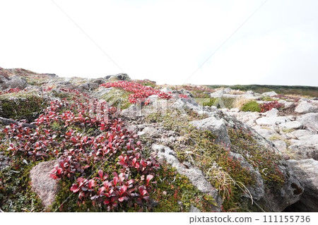 Wine-colored Urashima azalea Wine-colored Urashima azalea 111155736