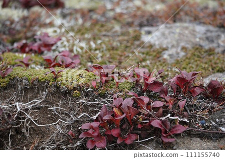 Wine-colored Urashima azalea 111155740