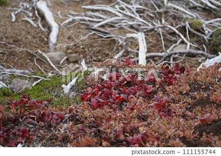 Wine-colored Urashima azalea 111155744
