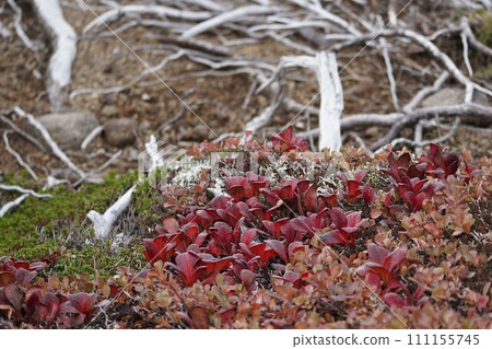 Wine-colored Urashima azalea 111155745