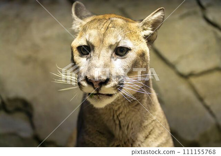 Cougar (Puma) of Kobe Animal Kingdom Kobe City, Hyogo Prefecture Cougar (Puma) of Kobe Animal Kingdom Kobe City, Hyogo Prefecture 111155768