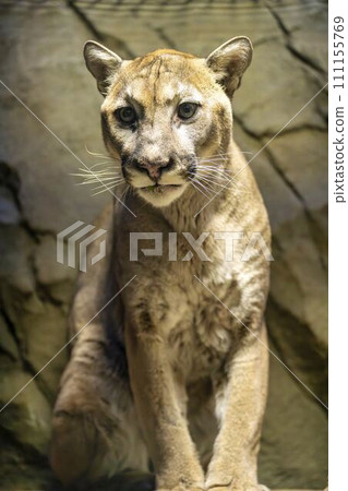 神戶動物王國的美洲獅（美洲獅） 兵庫縣神戶市 111155769