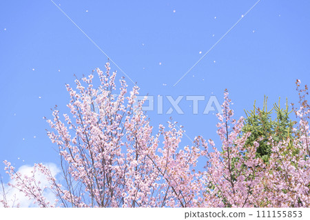 Blue sky and cherry blossoms (Simultaneous shooting with video) Blue sky and cherry blossoms (Simultaneous shooting with video) 111155853