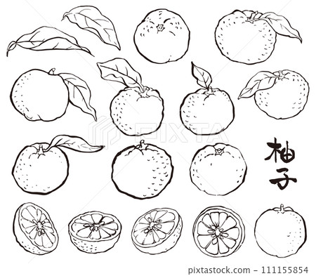 用畫筆畫的柚子的插圖 用畫筆畫的柚子的插圖 111155854