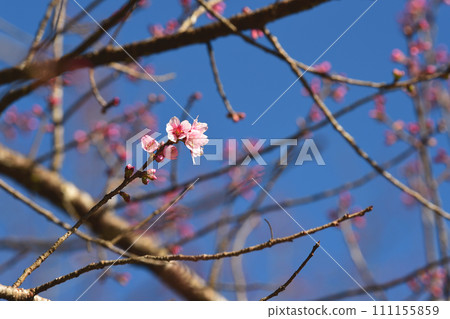 Phaya suae flower  111155859