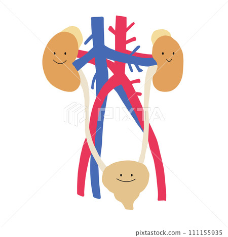 Kidney and bladder character illustration Kidney and bladder character illustration 111155935