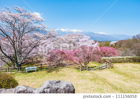 奧古薩城堡遺址公園（春季） 111156058