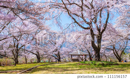 Okusajoshi Park (Spring) 111156157