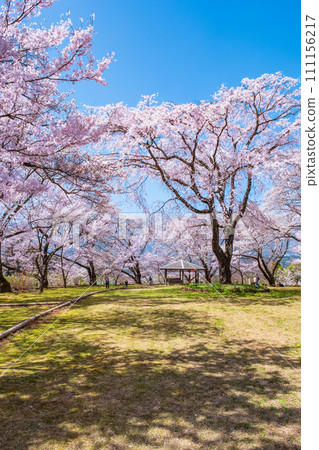 Okusajoshi Park (Spring) 111156217