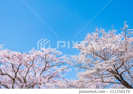 Cherry blossoms in full bloom and blue sky Cherry blossoms in full bloom and blue sky 111156279