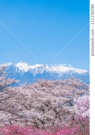 Okusa Castle Ruins Park (spring): View of the Central Alps 111156290