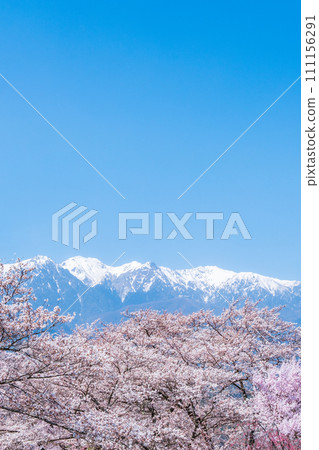 大草城跡公園(春季):中央阿爾卑斯山的景色 大草城跡公園(春季):中央阿爾卑斯山的景色 111156291