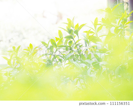 plants illuminated by sunlight plants illuminated by sunlight 111156351