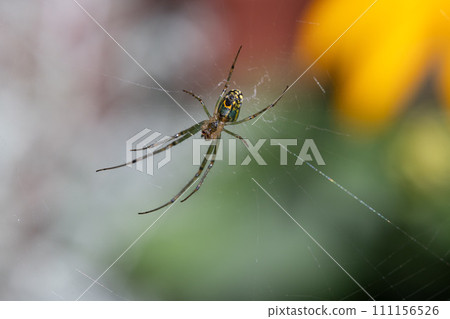 Orchard Orbweaver Spider 111156526