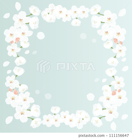 Background illustration of cherry blossoms in full bloom Background illustration of cherry blossoms in full bloom 111156647