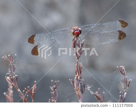 一隻紅蜻蜓棲息在山梧桐枯枝尖上(蜻蜓臉部特寫) 一隻紅蜻蜓棲息在山梧桐枯枝尖上(蜻蜓臉部特寫) 111157008