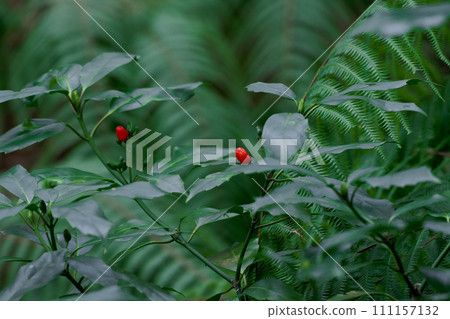 Evergreen shrub of the Aquilaceae family Aoki red fruit 111157132