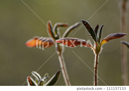 New leaves of the deciduous shrub Mochitsutsuji of the Ericaceae family New leaves of the deciduous shrub Mochitsutsuji of the Ericaceae family 111157133