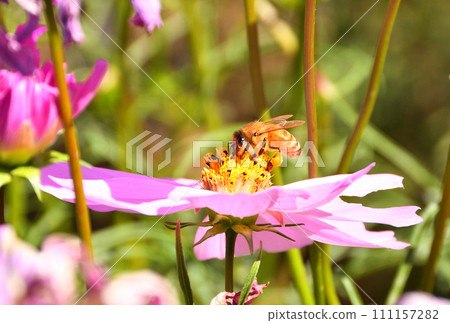Cosmos and bees 111157282