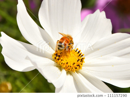 Cosmos and bees 111157290