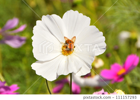 Cosmos and bees Cosmos and bees 111157293
