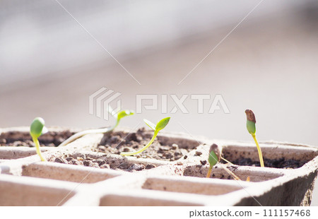 New sprouts emerging from the seed pot 111157468
