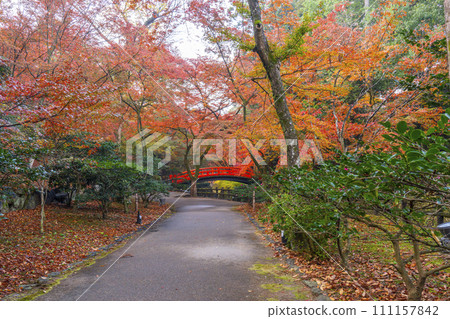 Beautiful autumn leaves at Odoi Maple Garden, Kitano Tenmangu Shrine, Kyoto in autumn Beautiful autumn leaves at Odoi Maple Garden, Kitano Tenmangu Shrine, Kyoto in autumn 111157842