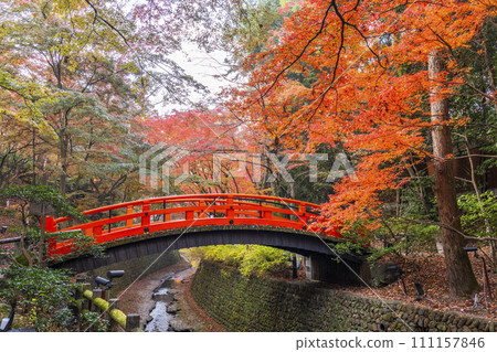 京都北野天滿宮大土井楓園美麗的秋葉 111157846