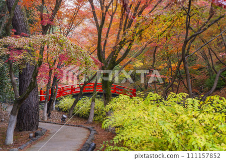 Beautiful autumn leaves at Odoi Maple Garden, Kitano Tenmangu Shrine, Kyoto in autumn 111157852