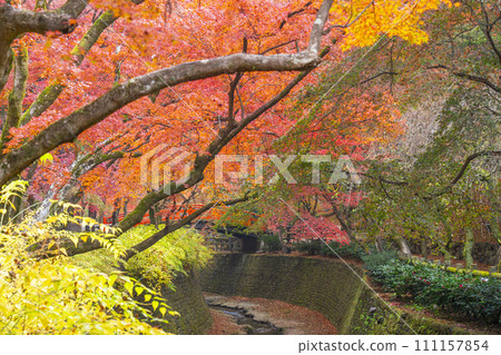 京都北野天滿宮大土井楓園美麗的秋葉 111157854