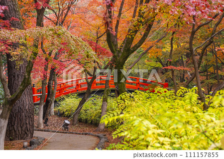 京都北野天滿宮大土井楓園美麗的秋葉 111157855