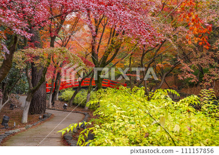 京都北野天滿宮大土井楓園美麗的秋葉 111157856