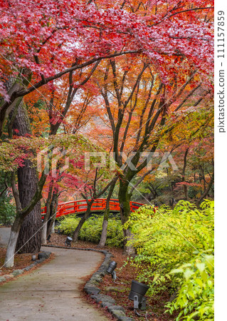 Beautiful autumn leaves at Odoi Maple Garden, Kitano Tenmangu Shrine, Kyoto in autumn 111157859