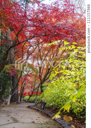 Beautiful autumn leaves at Odoi Maple Garden, Kitano Tenmangu Shrine, Kyoto in autumn 111157866