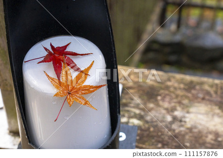 Autumn in Kyoto, Kitano Tenmangu Maple Garden, autumn leaves falling on a street lamp Autumn in Kyoto, Kitano Tenmangu Maple Garden, autumn leaves falling on a street lamp 111157876