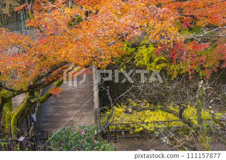 Beautiful autumn leaves at Odoi Maple Garden, Kitano Tenmangu Shrine, Kyoto in autumn Beautiful autumn leaves at Odoi Maple Garden, Kitano Tenmangu Shrine, Kyoto in autumn 111157877