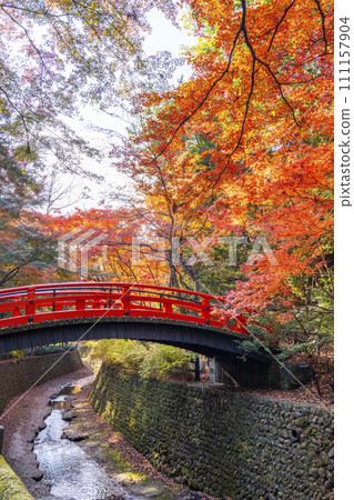 Beautiful autumn leaves at Odoi Maple Garden, Kitano Tenmangu Shrine, Kyoto in autumn 111157904