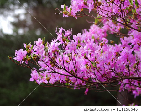 Ecological photo of Rhododendron azalea 111158646