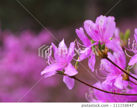 Ecological photo of Rhododendron azalea Ecological photo of Rhododendron azalea 111158647