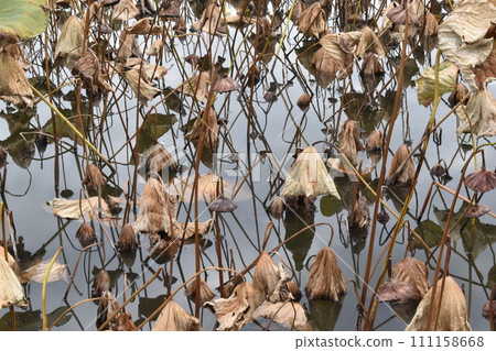 東京都葛飾區水元公園鬼巴士池 111158668