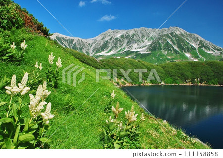 Superb view of Tateyama Mikurigaike, summer scenery Superb view of Tateyama Mikurigaike, summer scenery 111158858